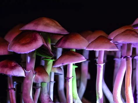 Legalizing Magic Mushrooms: Can It Help Prevent Busts?